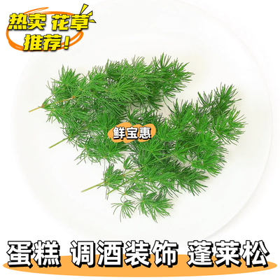 新鲜蓬莱松圣诞装扮蛋糕烘焙调酒饮品鸡尾酒摆件松针摆盘装饰花草