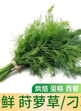 新鲜莳萝草食用刁草茴香西餐调料食材调酒烘培蛋糕装饰摆盘香料