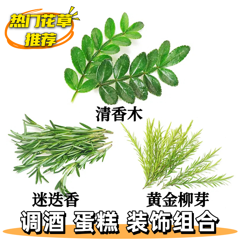 夏季鸡尾酒冷饮清香木迷迭香柳芽摆盘花草水果茶蛋糕装饰爆款组合