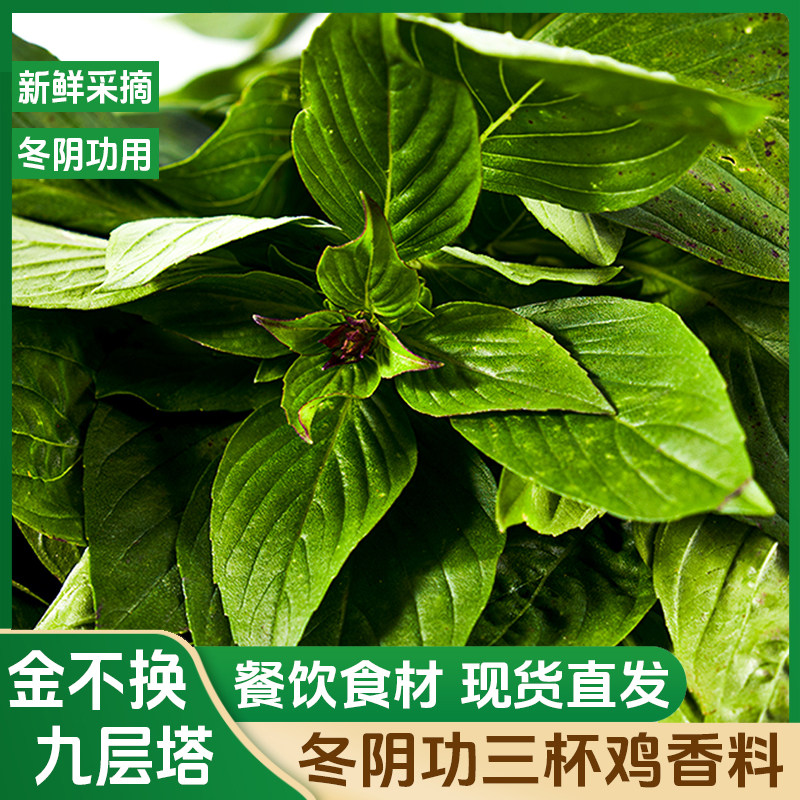 新鲜食用九层塔金不换三杯鸡冬阴功泰式食材火锅汤配料香料非罗勒