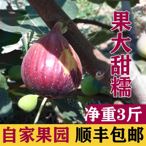 自家果园新鲜无花果红皮净重3斤现摘现发 孕妇纯天然应季水果包邮