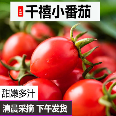 千禧果圣女果小番茄西红柿子新鲜蔬菜非海南水果生吃5斤现摘现发