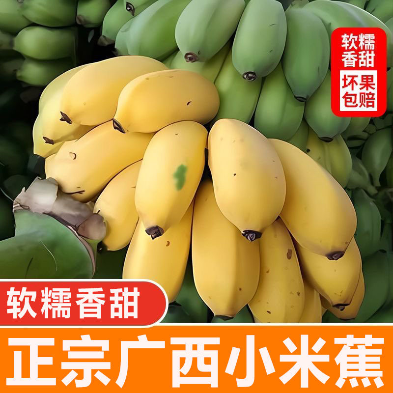现摘广西小米蕉当季新鲜水果芭蕉苹果蕉自然熟香蕉整箱5/9斤包邮,水产肉类/新鲜蔬果/熟食,香蕉,淘宝优惠券,粉丝福利购,淘宝优惠卷