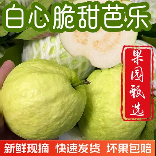 广西应季水果脆甜白心芭乐珍珠番石榴硬脆热带水果现摘现发包邮