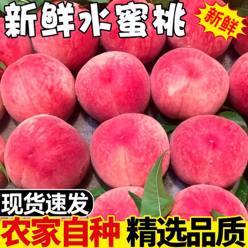 现摘现摘新鲜桃子水蜜桃5斤脆桃毛桃当季农家时令水果5斤整箱包邮