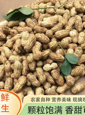 新鲜湿花生农家自种现挖带壳生花生原味粉皮带泥鲜花生可水煮花生