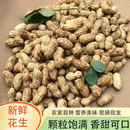 新鲜湿花生农家自种现挖带壳生花生原味粉皮带泥鲜花生可水煮花生