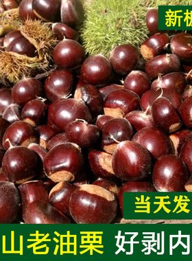 云南板栗生板栗生吃野生毛栗子农家现摘油栗板栗 甜度好