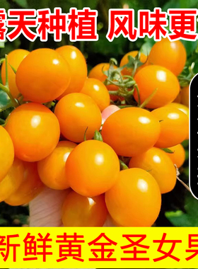 福建新鲜现摘黄色圣女果5斤黄金小番茄3樱桃小西红柿农家水果