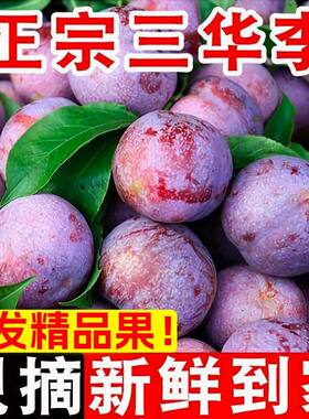 现货大果红心三华李1斤精选