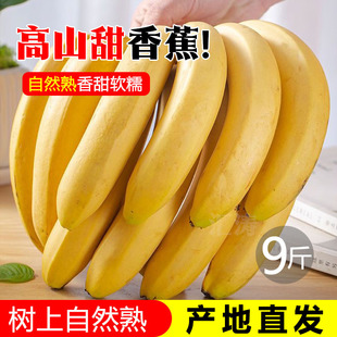 包邮 新鲜水果薄皮自然催熟整箱 广西高山香蕉新鲜威廉斯香蕉当季