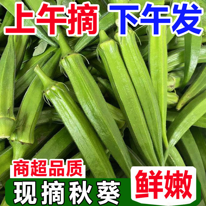 福建秋葵农家自种【现摘包嫩】