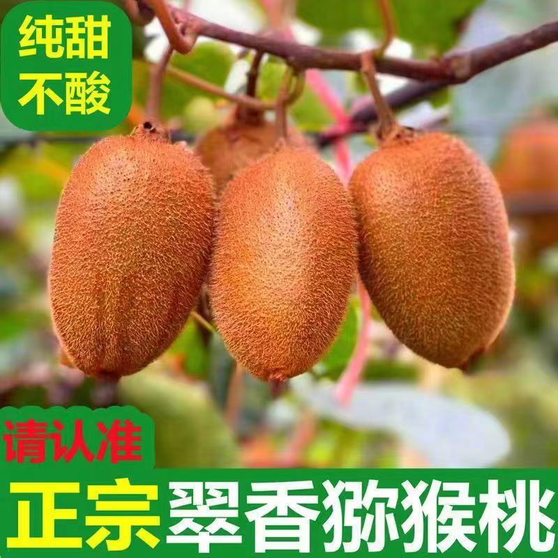 陕西周至正宗翠香猕猴桃