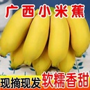 包邮 新鲜水果小香蕉苹果蕉自然熟粉蕉 正宗广西小米蕉香蕉10斤当季