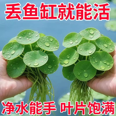 圆心萍浮萍鱼缸鱼池造景净水真草