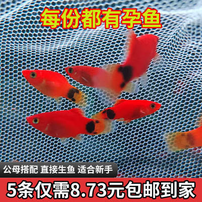 米奇鱼 月光鱼 胎生鱼 小型鱼 观赏鱼 新手推荐 好养活新手鱼包邮
