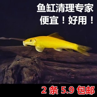清苔鼠金苔鼠鱼热带观赏鱼清道夫鼠鱼鱼缸除藻鱼清洁鱼活体工具鱼