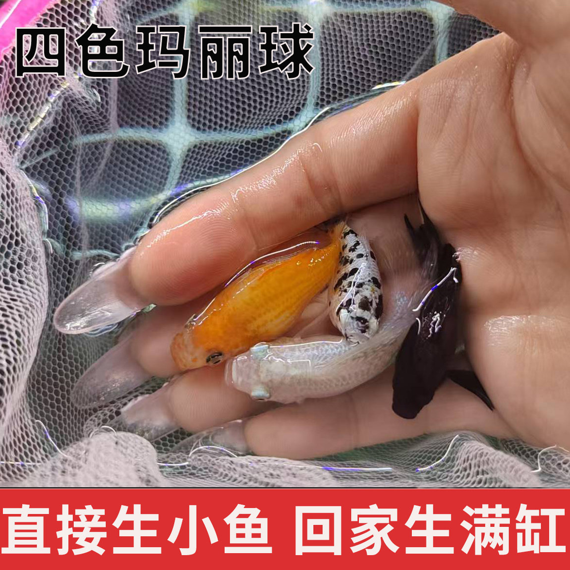 四色玛丽球奶牛玛丽球皮球鱼胎生鱼直接生小鱼小型热带观赏鱼活体