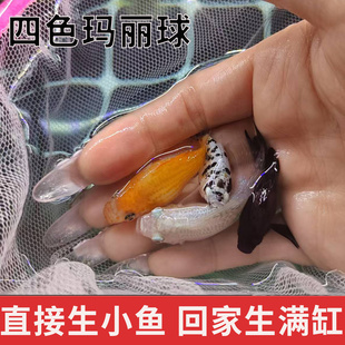 四色玛丽球奶牛玛丽球皮球鱼胎生鱼直接生小鱼小型热带观赏鱼活体