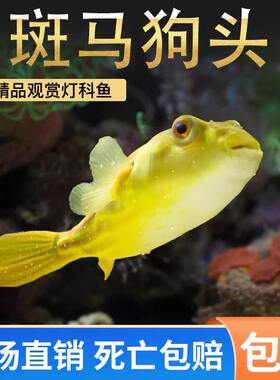 斑狗头河豚鱼苗活体包邮