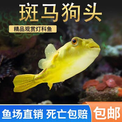 斑狗头河豚鱼苗活体包邮