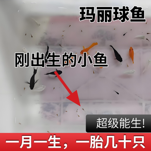 玛丽球鱼 吃油膜玛丽鱼 胎生鱼 大肚子母鱼直接生小鱼 新手好养