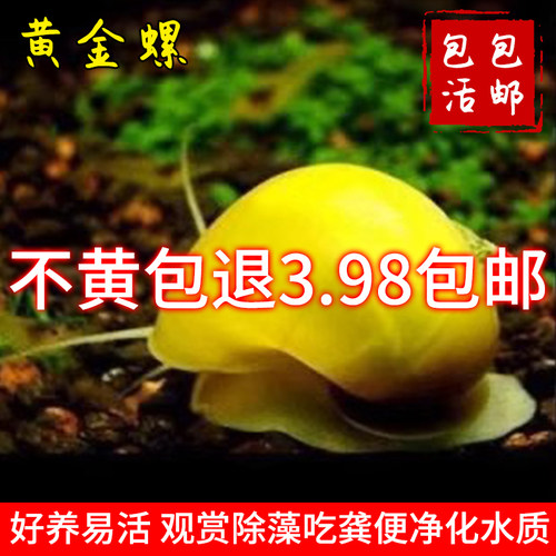 黄金螺品质淡水鱼缸工具螺除藻螺