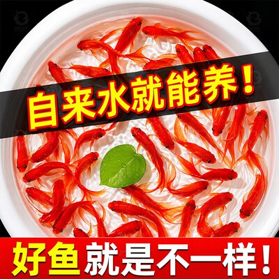 纯种凤尾大红草金鱼锦鲤鱼苗