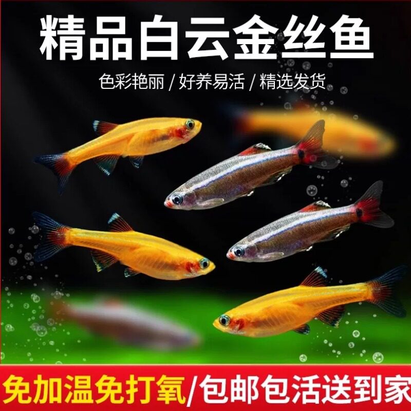 白云金丝鱼原生冷水鱼小型淡水冷水观赏鱼好养耐活鱼草缸群游小鱼