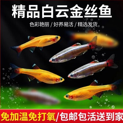 白云金丝鱼原生冷水鱼小型淡水鱼