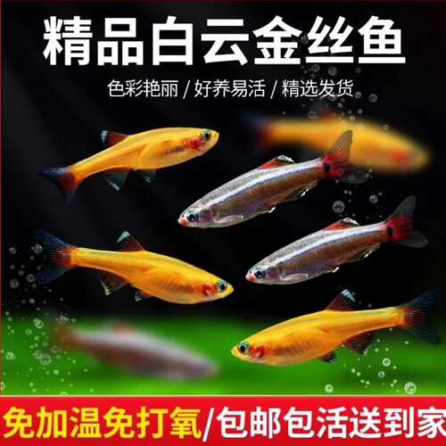 白云金丝鱼原生冷水鱼小型淡水鱼