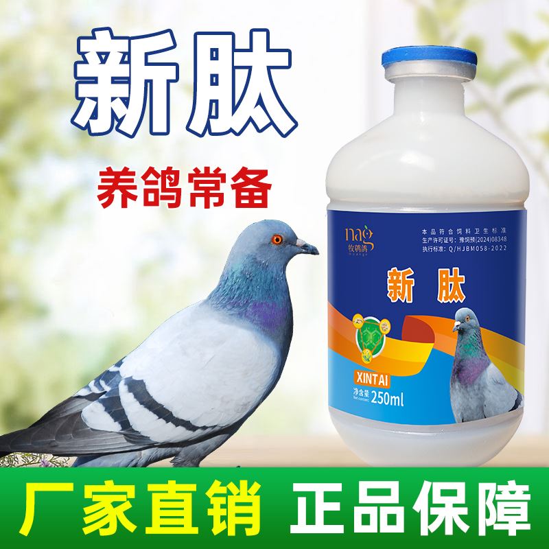 鸽子水便绿便 信鸽观赏鸽子 鸽子新肽 鸽子沙门氏