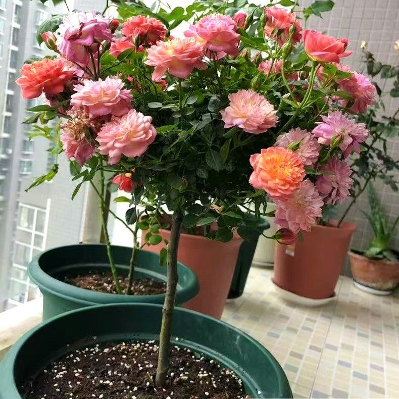 棒棒糖超微月季鲜花绿植躲躲藏藏小花轻香丰花勤花小苗庭院地栽
