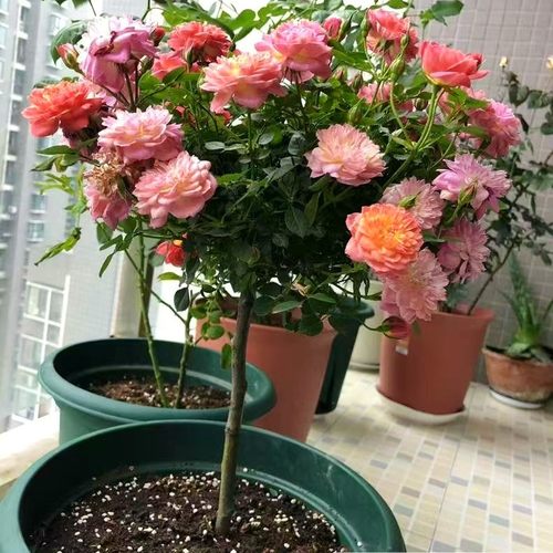 棒棒糖超微月季鲜花绿植躲躲藏藏小花轻香丰花勤花小苗庭院地栽