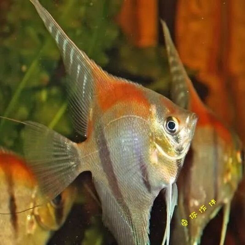 红背埃及神仙燕鱼圣伊莎贝尔马纳卡普鲁神仙鱼燕子鱼热带鱼观赏鱼