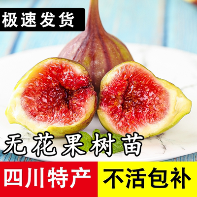 【官方正品】无花果树苗