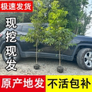 正宗名贵四川金丝楠木树苗庭院盆栽南方种植小叶桢楠大树四季 常青