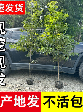 正宗名贵四川金丝楠木树苗庭院盆栽南方种植小叶桢楠大树四季常青