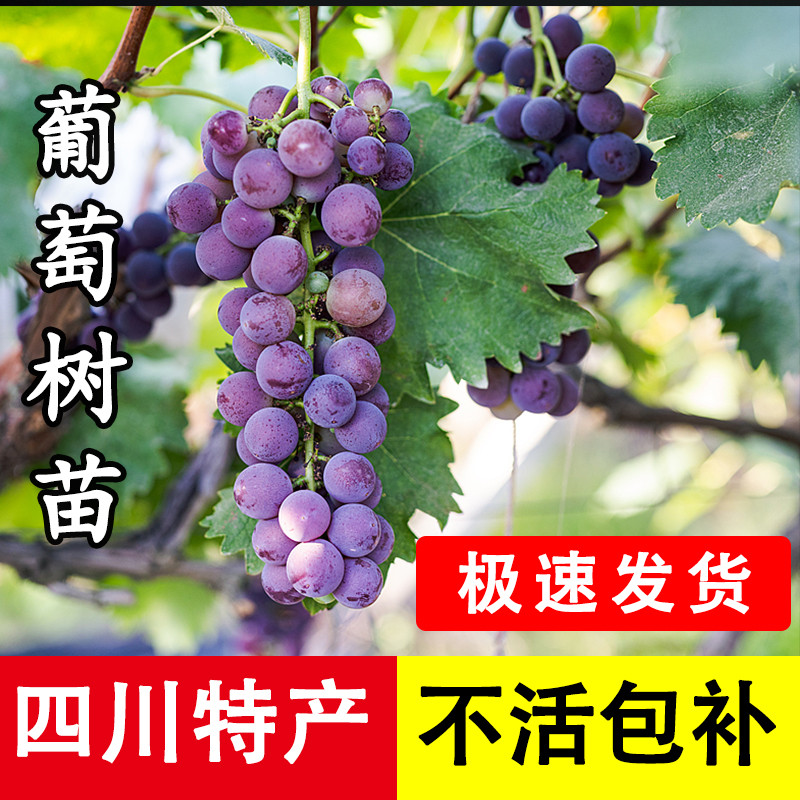 【官方正品】甜葡萄树苗