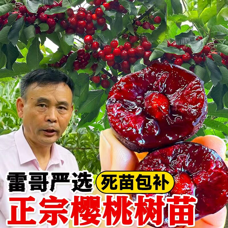 樱桃树果苗正宗车厘子树苗庭院北方南方种植大樱桃苗树水果树大全