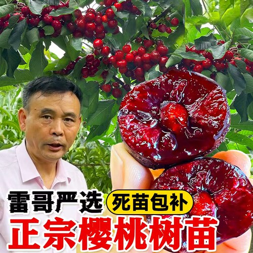 【官方正品】樱桃车厘子树苗