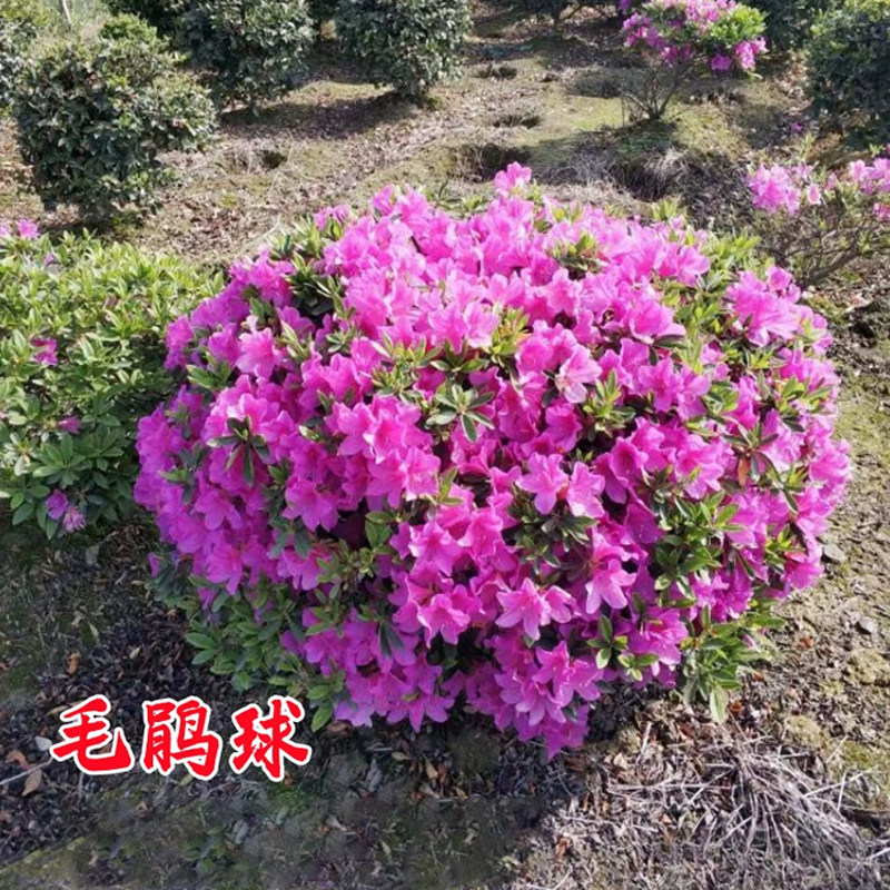 毛杜鹃球树苗紫鹃花绿化风景植物