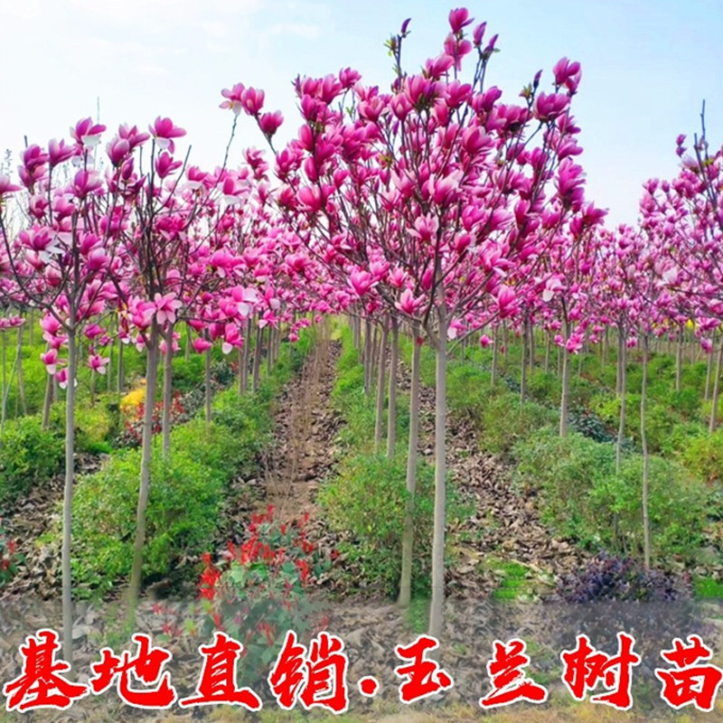 玉兰花树苗绿化风景耐寒紫玉兰