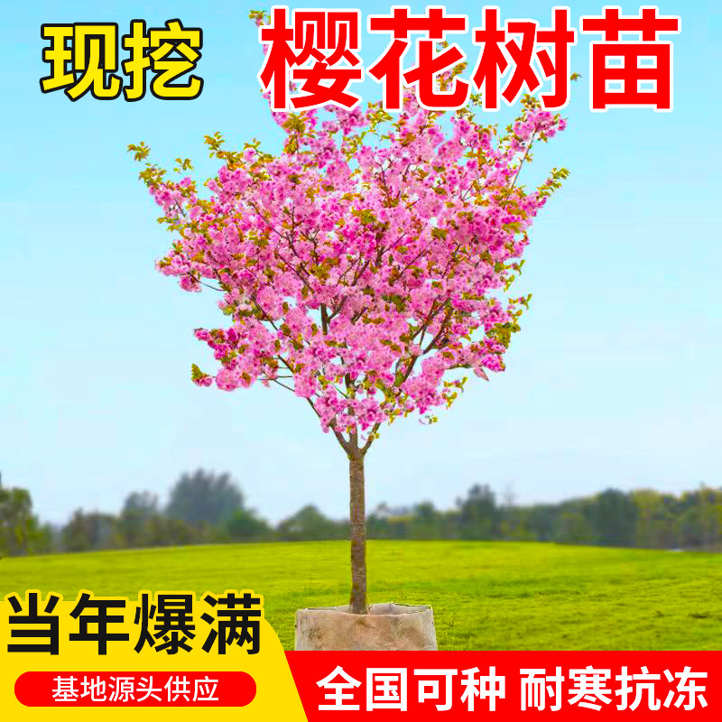樱花树苗别墅庭院盆栽耐寒大型绿化风景树四季嫁接日本晚樱花小苗