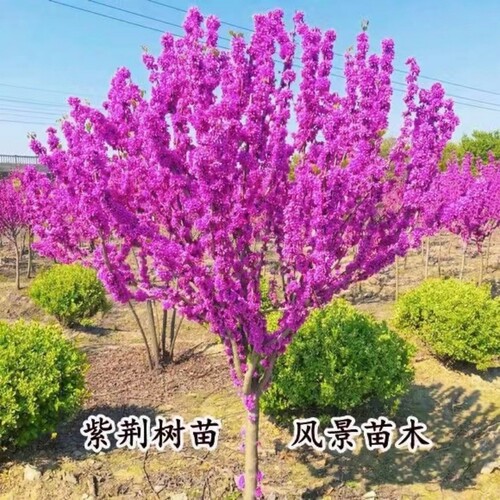 春季耐寒花卉植物庭院紫荆花树苗