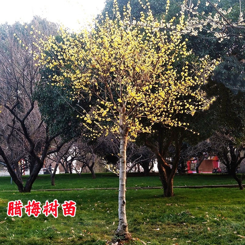 腊梅树苗耐寒冬季开花素心腊梅