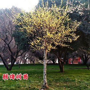 腊梅树苗原生丛生腊梅耐寒盆栽冬季开花庭院风景树高杆素心腊梅花