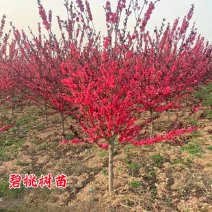 紫叶碧桃树苗桃树小苗庭院彩叶大型耐寒绿化风景树红花碧桃树活苗