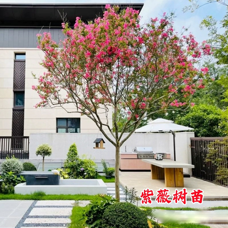 夏季大型风景树紫薇花树苗庭院