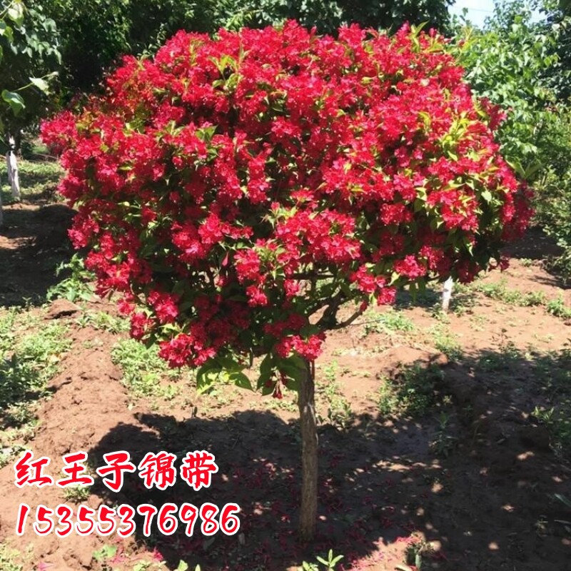 春季耐寒风景树开花红王子锦带苗